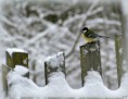 /album/vogels/in-de-sneeuw-amb-jpg/